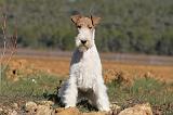 FOX TERRIER 397